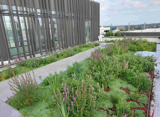 Toiture terrasse végétalisée avec plantes succulentes sedum